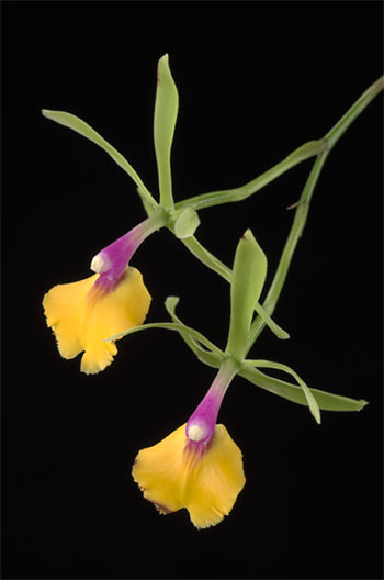 Orchids: Amazing Adaptations | National Portrait Gallery