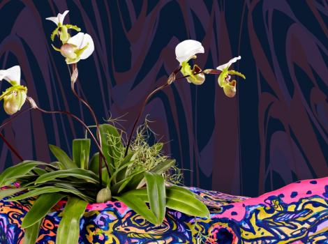view of white orchids in a colorful planter